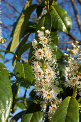 Prunus laurocerasus