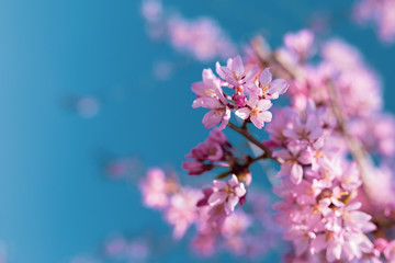 Fototapeta na wymiar Beautiful cherry blossom sakura in spring time over blue sky