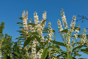 Prunus laurocerasus