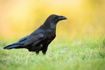 Attentive common raven, corvus corax, sitting on the ground in autumn nature at sunrise. Examining dark bird with black feathers in nature. Animal wildlife scenery from wilderness.