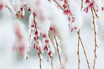 Pink weeping cherry trees covered by white snow during a spring time snow day in Boston Massachusetts