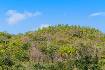 green forest background in a sunny day ,Tropical forest on blue sky