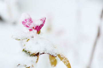 Azalea bud covered by snow in early morning after a spring snow storm in Boston Massachusetts