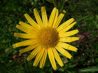 Ochsenauge leuchtet für sich allein
