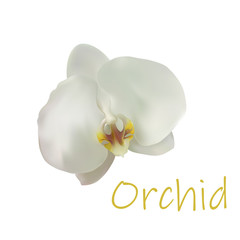 Realistic vector image of a white Orchid flower on a white background with the inscription "Orchid". Made in a realistic style with color transitions on the flower.