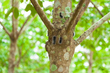 Worm on the rubber tree in the farm,caterpillar on rubber tree
