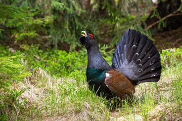 Gorgeous male of western capercaillie, tetrao urogallus, strutting in the spring woodland. Large...