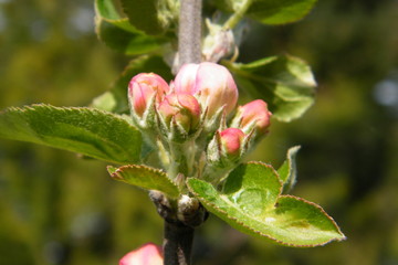 Red Gloria Mundi apple flower buds