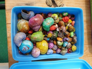 creative snails