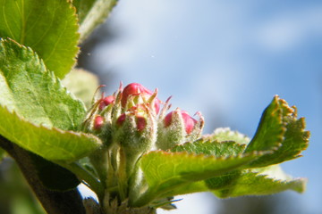 Red Gloria Mundi apple flower buds