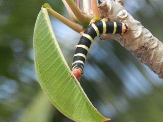 La chenille du Frangipanier