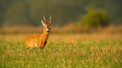 Naklejka na ściany i meble Majestic roe deer, capreolus capreolus, buck with plant on antlers on field from front view with copy space. Dominant territorial male mammal with orange fur at sunset in summer.
