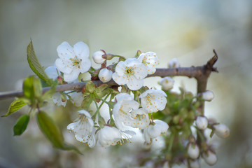 A sprig of beautifully blooming fruit tree in early spring.