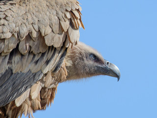 close up of a vulture