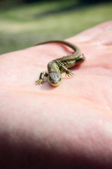 Close up of a small lizard sitting on a human hand