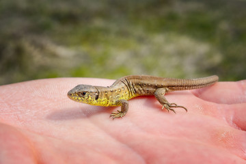Close up of a small lizard sitting on a human hand