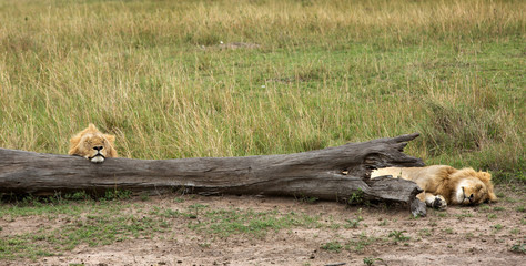 Lions resting near a fallen tree trunk, Masai Mara