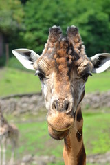 portrait of a giraffe