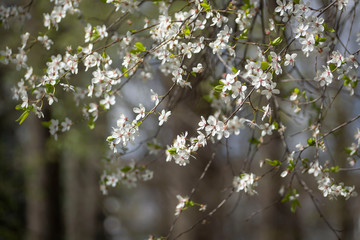 A sprig of beautifully blooming fruit tree in early spring.