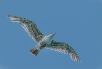 Sea Gull in Flight