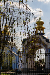 birch flower on the background of the church in Kiev