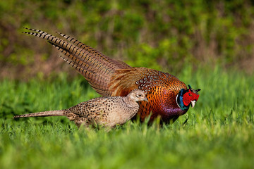 Fototapeta na wymiar Cock and hen of common pheasant, phasianus colchicus, in mating season at sunset. Concept of gentle love between animals in nature. Two wild birds in courting.