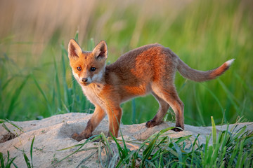 Playful red fox, vulpes vulpes, standing on a green meadow and holding its tail with white tip up in spring nature at sunset. Lively young animal looking into camera from side view.