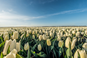 Low angle shot of a tulip field - 341449273