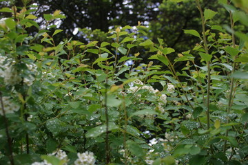 green leaves background