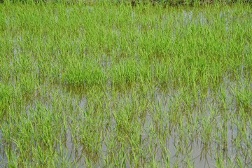 rural agriculture fields in central vietnam