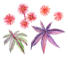 Watercolor hand painted castor plant leaves and flowers illustration isolated on white background