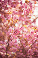Kwanzan and Yoshino Cherries pink spring blossom - 341450059