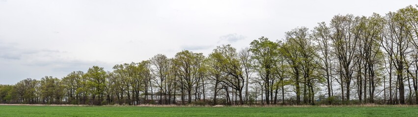 Panoramas with trees high resolution