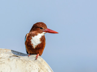 red billed kingfisher