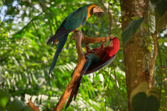 Casal de araras, Parque em Foz do Igua&ccedil;u, Paran&aacute;, Brasil. Natureza.