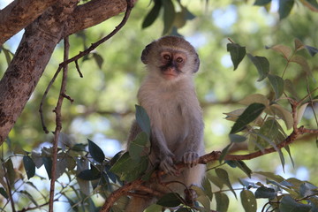Baby monkey on the tree close-up looking