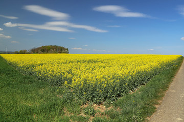Spring landscape with bright yellow rapeseed fields