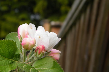 Red Gloria Mundi apple flower buds