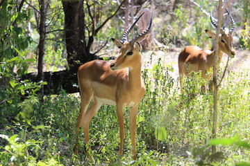 two impalas in the wild