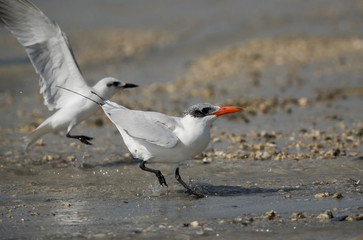 Caspian tern landing