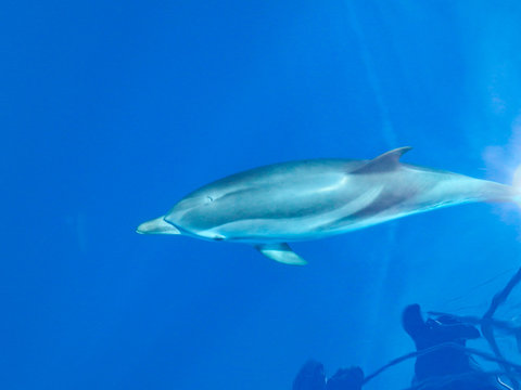 Striped dolphins swimming and playing in pristine blue water under a sailboat, Stenella coeruleoalba, in Mallorca, a balearic island, Spain.  Sunny day and clear water, on a whalewatching tour.
