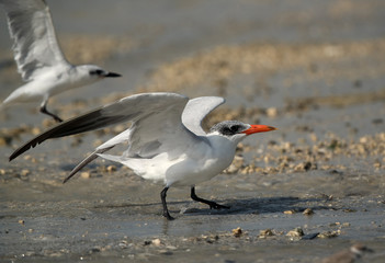 Caspian tern ready to fly