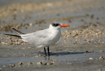Caspian tern