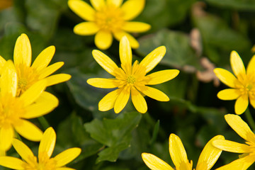 A delicate yellow celandine flower in the morning sunshine