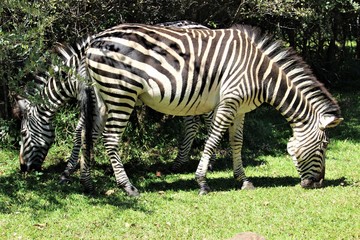 Fototapeta na wymiar two zebras eating grass