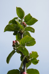 Red Gloria Mundi apple flower buds