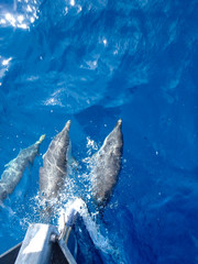 Striped dolphins swimming and playing in pristine blue water under a sailboat, Stenella...