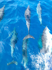 Striped dolphins swimming and playing in pristine blue water under a sailboat, Stenella...