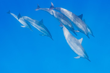 Obraz premium Pod of dolphins diving below surface in clear blue ocean