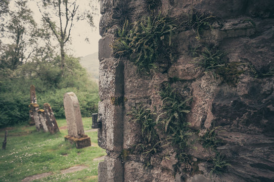 Vintage effect of Asplenium trichomanes on the wall of the Balquhidder church